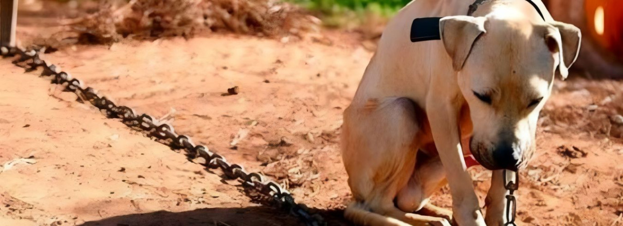 Nova lei proíbe uso de correntes em cães e gatos em SP
