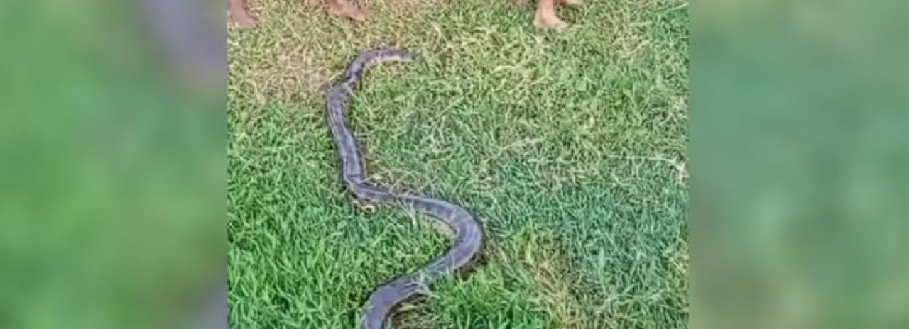 Sucuri de cerca de cinco metros aparece em bairro e assusta moradores 