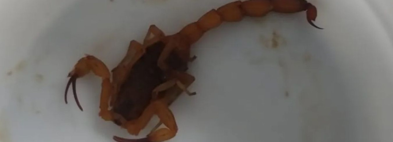 Menino de 6 anos é picado por escorpião escondido em uniforme escolar