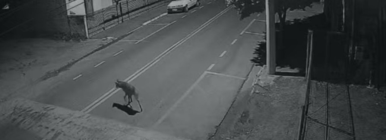 Lobo-guará é flagrado caminhando por rua durante a madrugada; vídeo impressiona moradores
