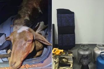 Suspeito de furtar carneiros é preso com quatro animais em carro; um estava morto