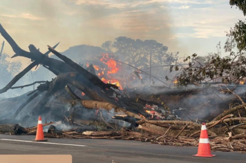 Jovem morre e esposa fica ferida após árvore cair sobre carro em rodovia do interior de SP