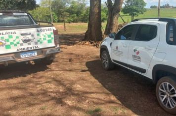 Proprietário rural é multado por maus-tratos a bovino em Nova Castilho