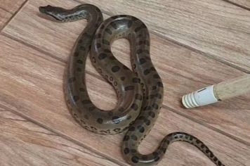 Cobra é encontrada em sala de aula de creche