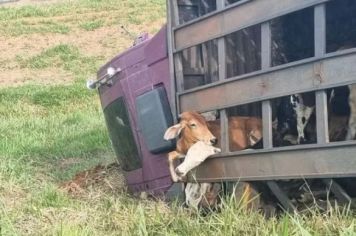 Caminhão é atingido por carro, tomba em ribanceira e deixa animais presos à carroceria