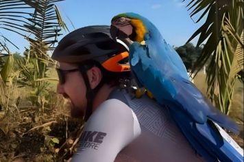 Arara pousa em capacete de ciclistas e viraliza em Araçatuba (SP)