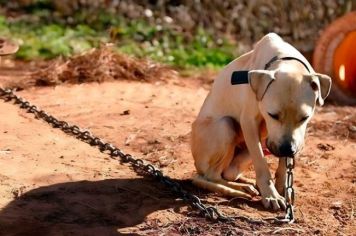 Nova lei proíbe uso de correntes em cães e gatos em SP