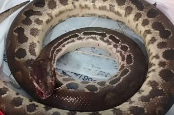 Filhote de sucuri morre após ser mordido por homem que tentou se soltar durante ataque em vicinal