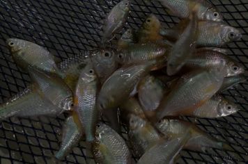 Loja de pesca ganha indenização após perder 20 mil peixes por queda de energia em Auriflama