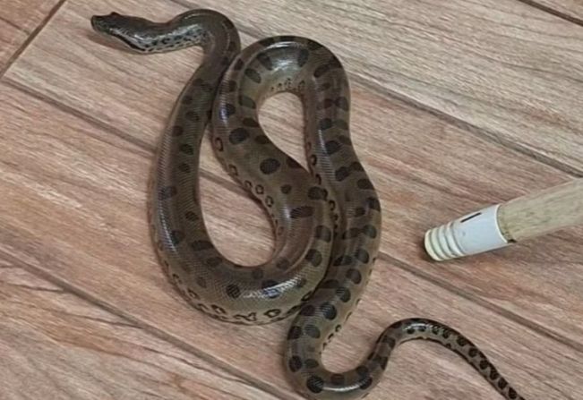 Cobra é encontrada em sala de aula de creche