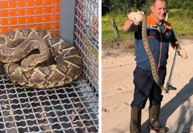 Cobra cascavel é capturada perto de piscina com crianças em área de lazer