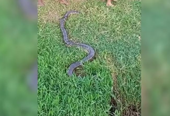Sucuri de cerca de cinco metros aparece em bairro e assusta moradores 