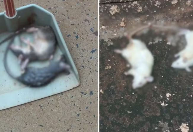 Infestação de ratos em apartamento de idosa preocupa moradores de condomínio
