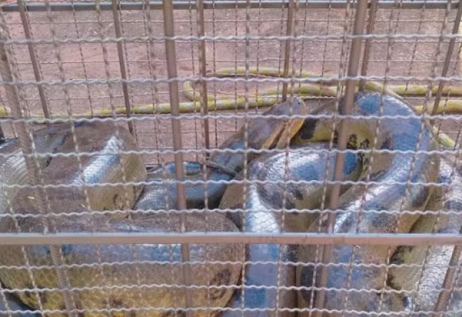 Sucuri de seis metros é capturada após atacar cachorra em bairro residencial