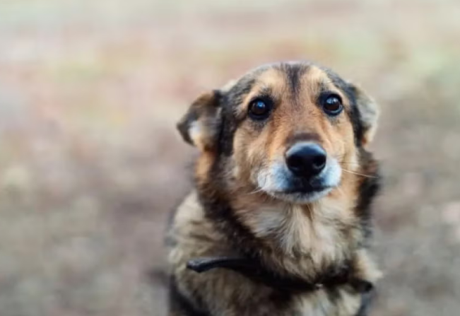 APAA abre cadastro para castração gratuita de cães e gatos
