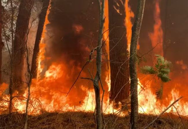 Defesa Civil emite alerta para risco de incêndios florestais em Auriflama