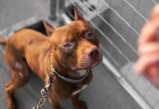 Pitbulls soltos causam ataques e dois homens são condenados por omissão em Auriflama