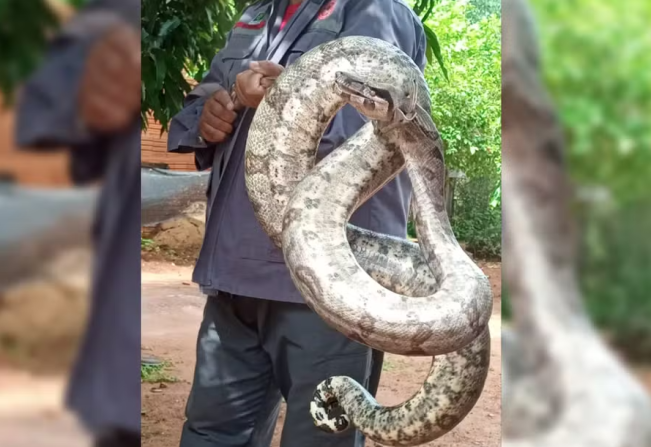 Idosa encontra jiboia de quase dois metros na sala de casa