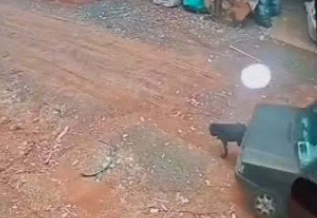 Motorista atropela cachorro e foge sem prestar socorro