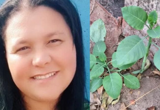 Mulher morre após comer planta venenosa confundida com couve