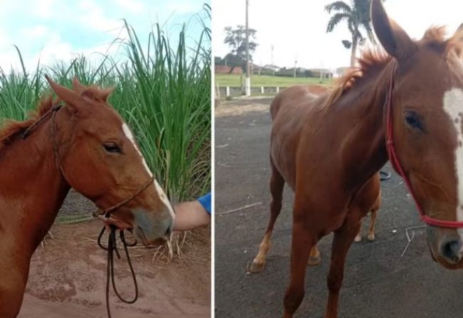 Cavalo morre após ser amarrado em árvore no centro da cidade