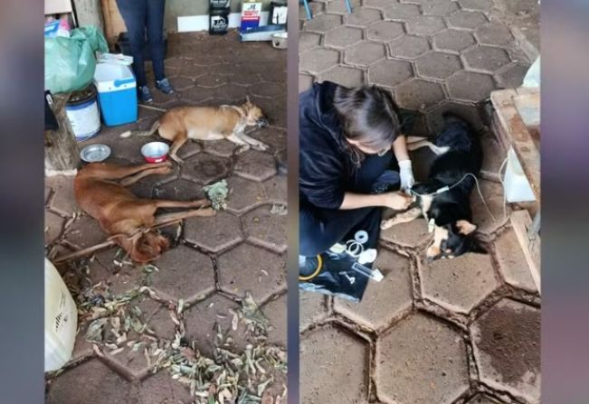 Homem é preso suspeito de envenenar cães de rua; três animais morreram