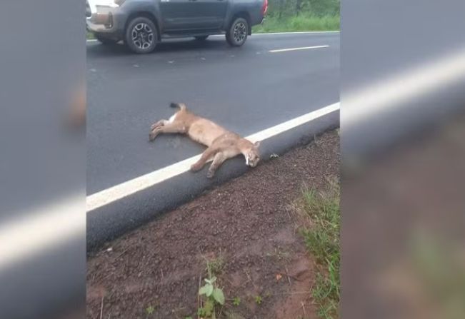 Onça-parda é atropelada por carro em estrada vicinal 