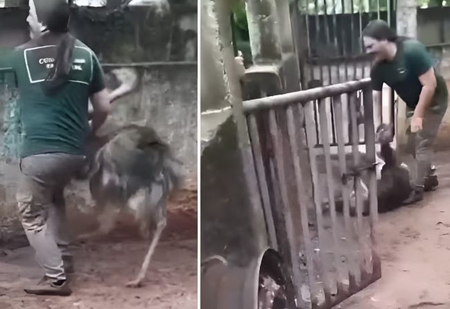 Polícia investiga suspeita de maus-tratos durante remoção de animais após imagens gerarem revolta