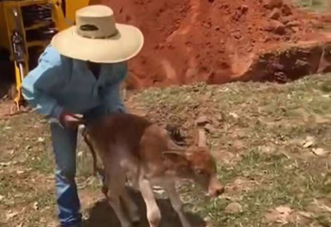 Bezerro é resgatado de buraco em área rural de Auriflama